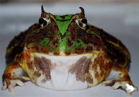 odd frog|Iba pa.